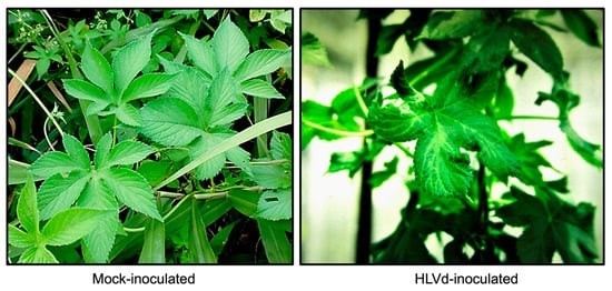Symptoms (leaf distortion and vein yellowing) on Japanese hop plants infected with HLVd.