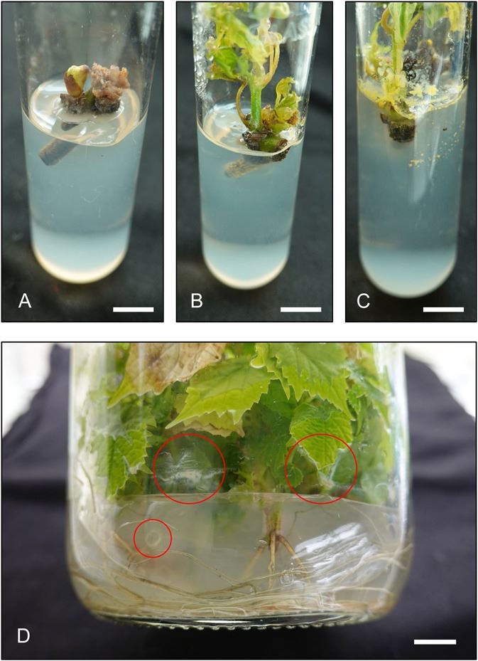 Vitis in vitro cultures established from field plants. (Volk, G. M., et al, 2022)