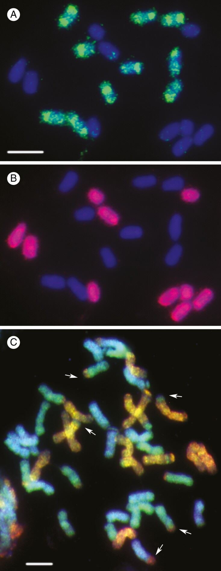Fluorescence in situ hybridization (FISH) to identify genomes in polyploids.