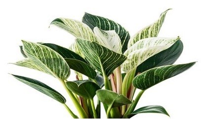 Philodendron Plant Tissue Culture - Plant Tissue Culture