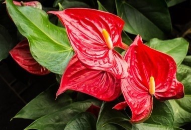 Anthurium Plant Tissue Culture - Plant Tissue Culture