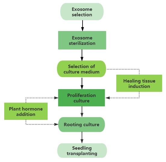 Service Flow Chart of Salix Plant Tissue Culture - Lifeasible.