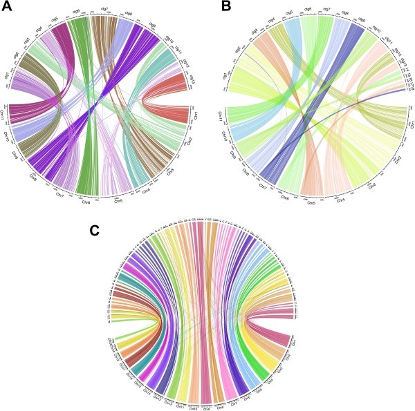 Figure 1. Chord diagrams of E. camaldulensis, E. rudis, and A. hypogaea de novo assemblies mapped against a reference genome. (Driguez, P., et al, 2021)