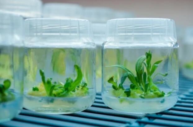 CNVs analysis of tissue culture plants