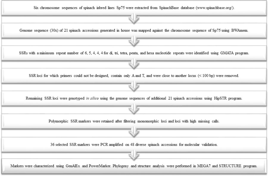 Figure 1. Outline of the approach used to discover SSR loci from the genome sequence, the stepwise procedure employed to identify a large set of polymorphic loci, and genetic characterization and diversity analysis. (Bhattarai, G., et al, 2021)
