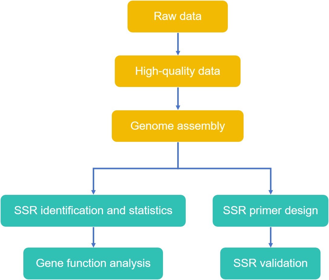 Development of SSR molecular markers for tissue culture plants