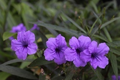 A plant of Acanthaceae with purple flowers
