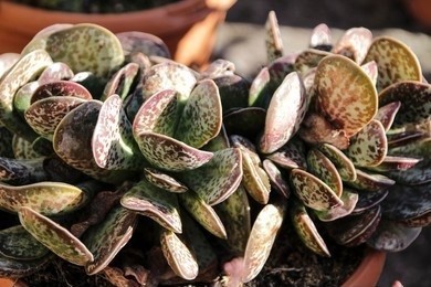 Adromischus plant