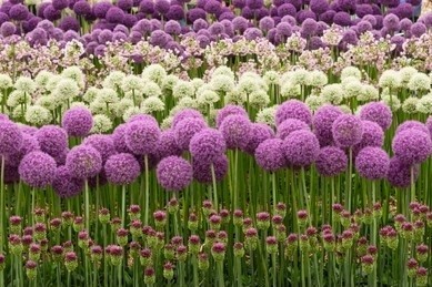 An Allium plant with purple and white flowers