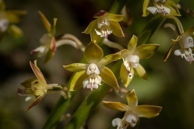 Beautiful wild Calanthe orchid flower