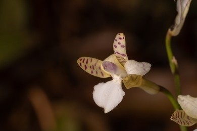 Beautiful wild Cremastra orchid