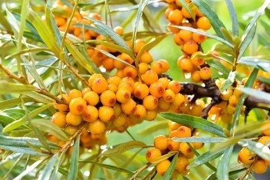 The orange-yellow fruits of an Elaeagnaceae plant grow on the branches