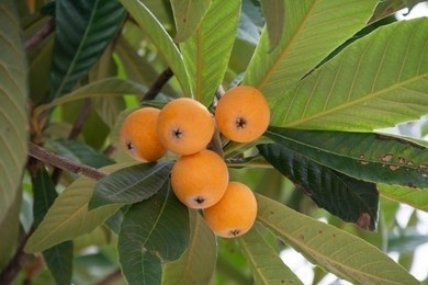 The orange-yellow fruit of an Eriobotrya plant