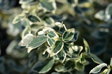 Leaves and branches of Euonymus plant