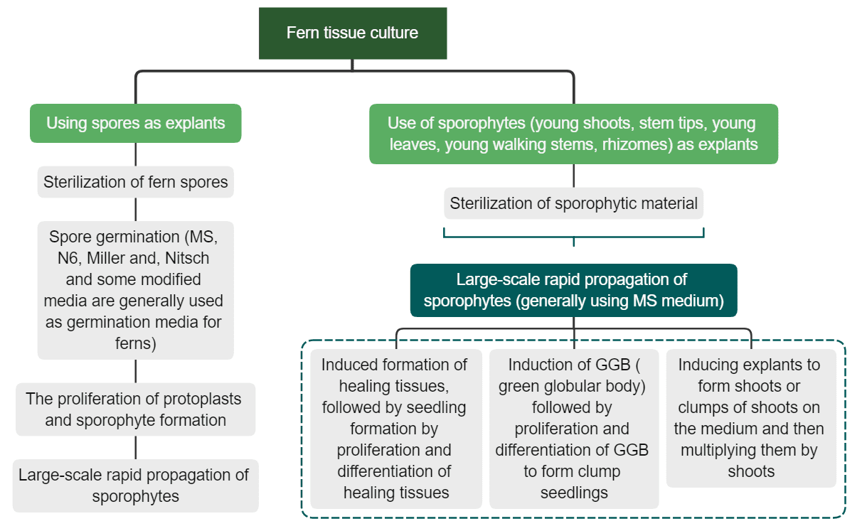 The general process of fern tissue culture