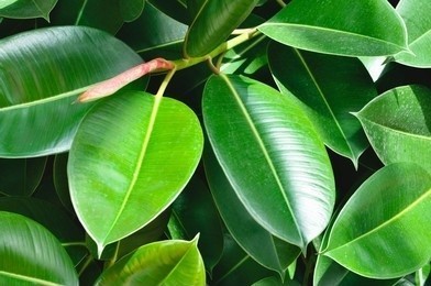 Ficus Plant Tissue Culture