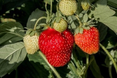 Fresh red fruits of Fragaria plant