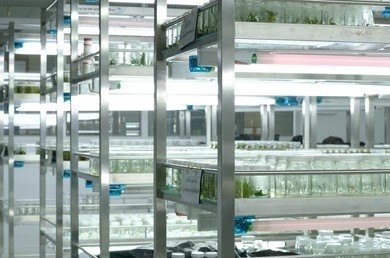 Tissue culture room where various plant species are cultured