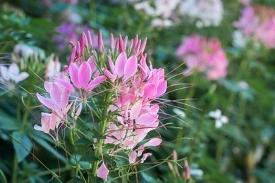 One of the Liliaceae plants with pink flowers
