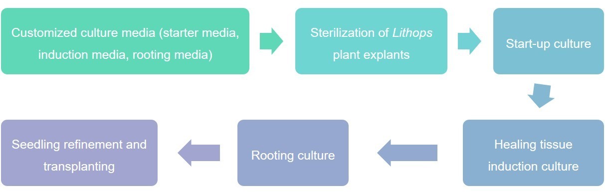 Lithops plant tissue culture process - Lifeasible