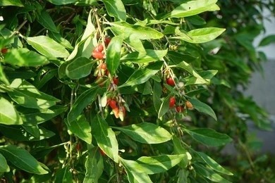 The red fruits of the Lycium plant are dotted among the green leaves