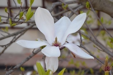 Magnoliaceae plant
