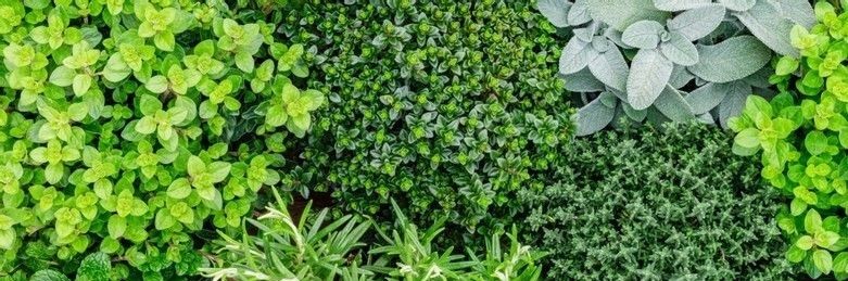 A few common green medicinal plants