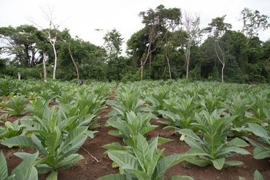 Large-scale cultivation of Nicotiana plants