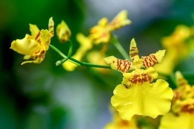 Oncidium orchid flowers