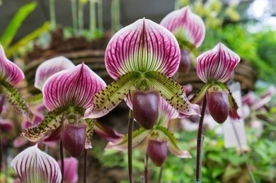 Paphiopedilum orchid flowers