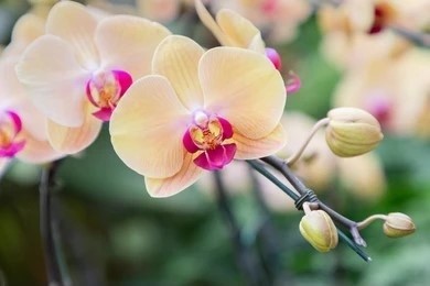 Beautiful Phalaenopsis orchid flower