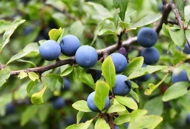 Fruit of Prunus plant