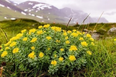 Rhodiola plants growing in the wild