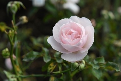 Rosa plant