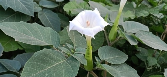 A Solanaceae plant with white flowers