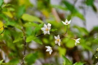 The white flowers of a Solanum plant