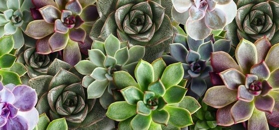 Many different colors of succulents
