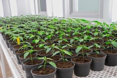 Pepper tissue culture seedlings growing vigorously
