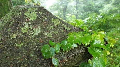 A Vitaceae plant that climbs on rocks