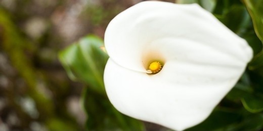 The white flowers of the Zantedeschia plant