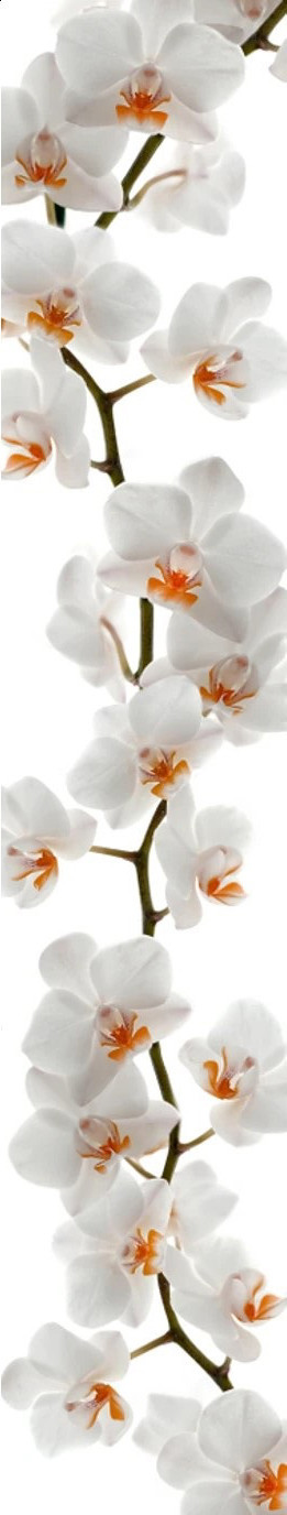 Orchidaceae Plant Tissue Culture