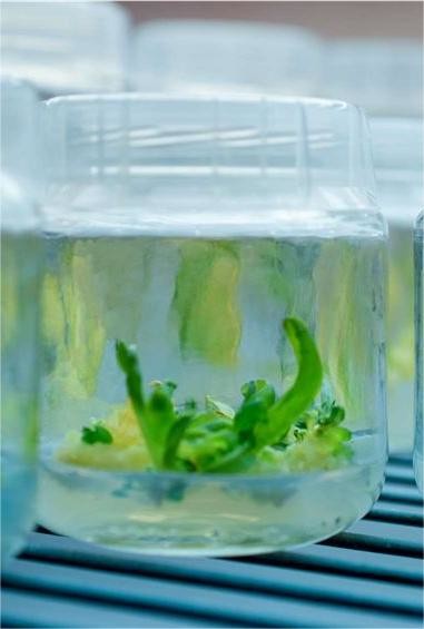 Testing Services for Tissue Culture Plants